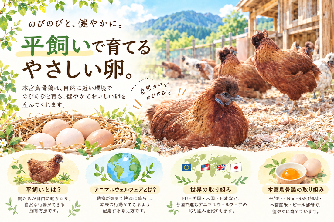 平飼いとアニマルウェルフェアを紹介する本宮烏骨鶏のイラスト