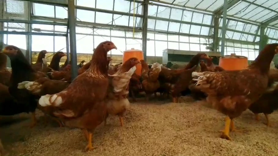 福島県本宮市の鶏舎で平飼いされている本宮烏骨鶏